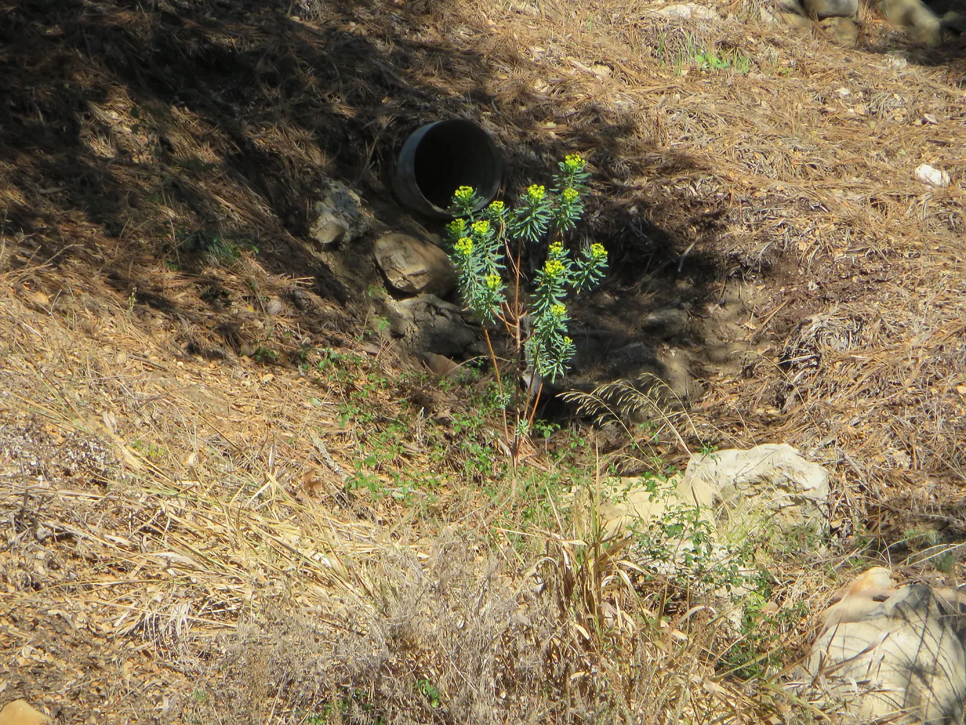 Euphorbia in Triangle planting