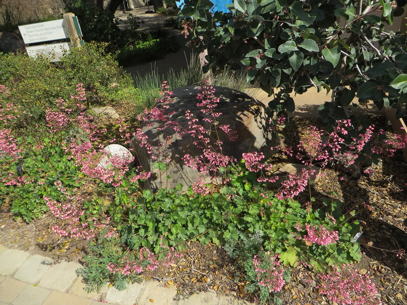 Heuchera â€˜Wendy' in the Meadow