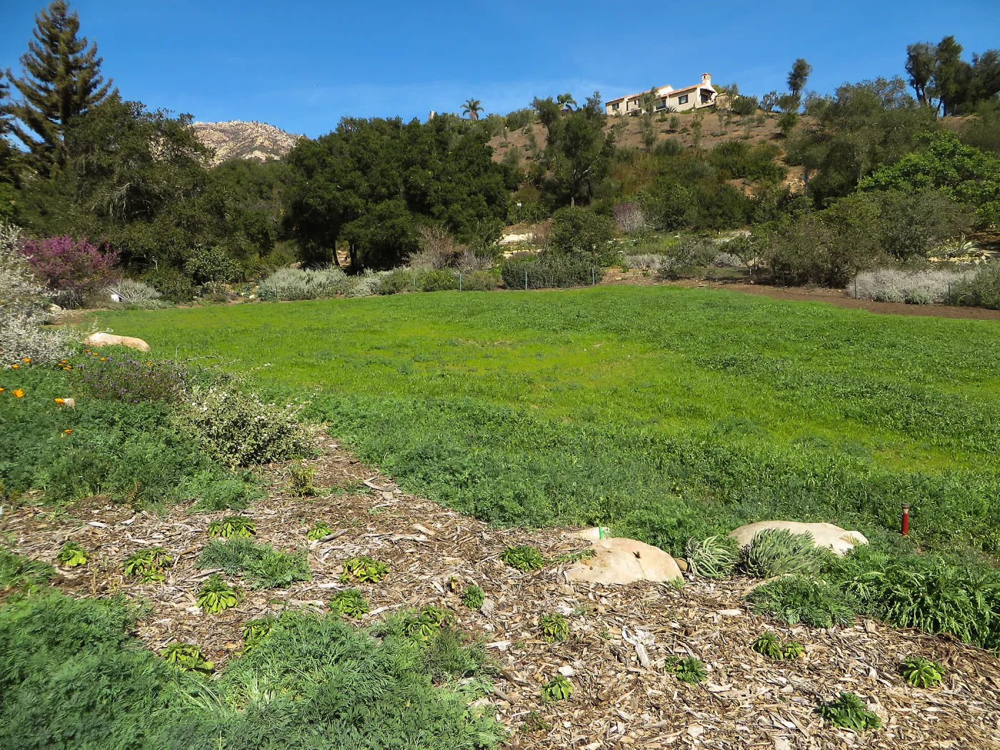 Meadow wildflower germination
