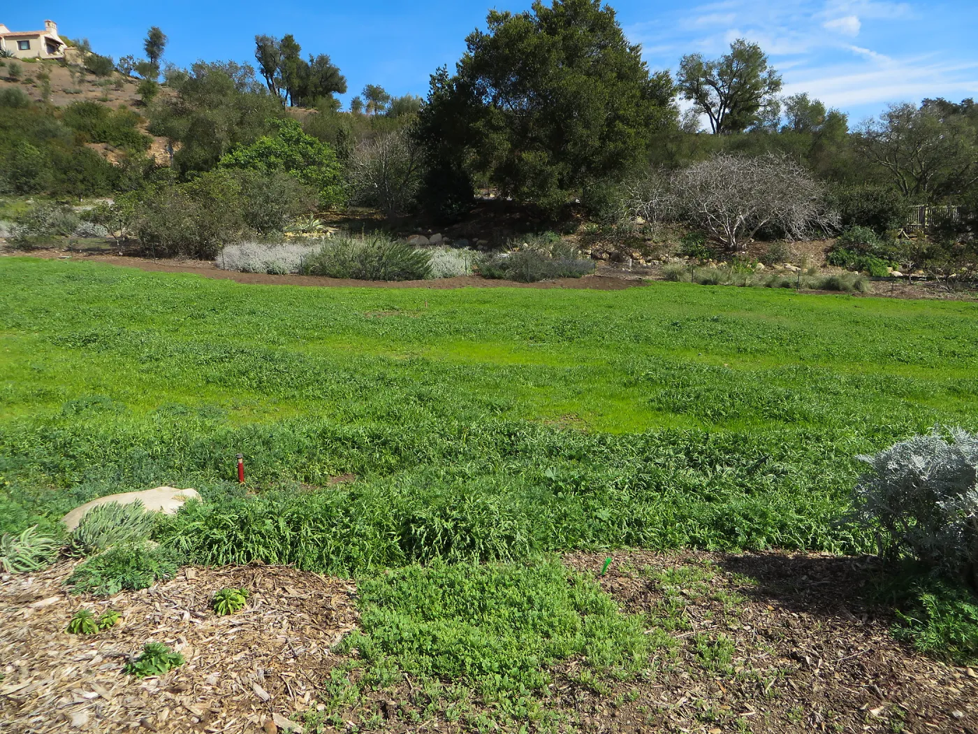 Meadow wildflower germination