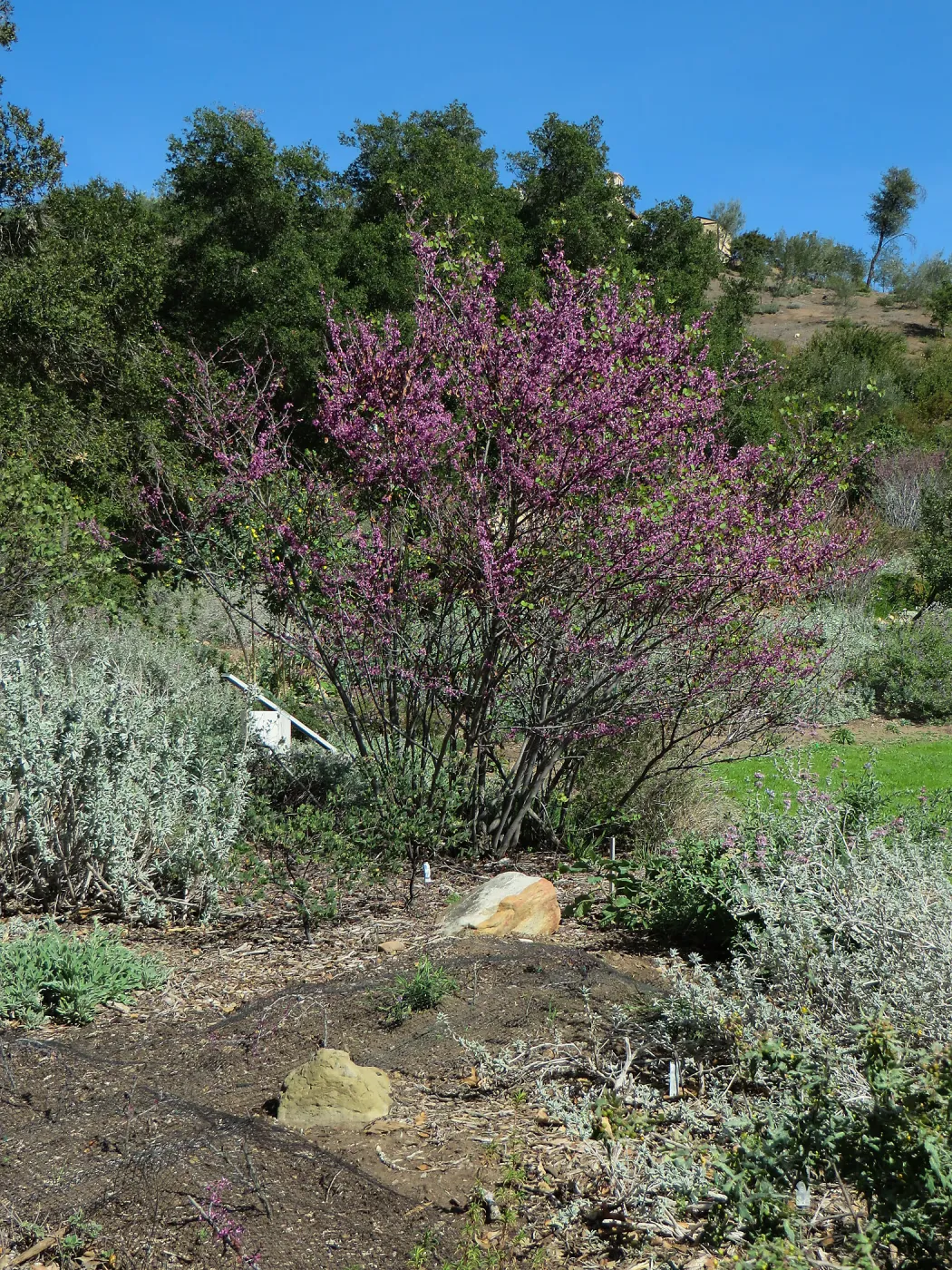 Cercis occidentalis in the Meadow