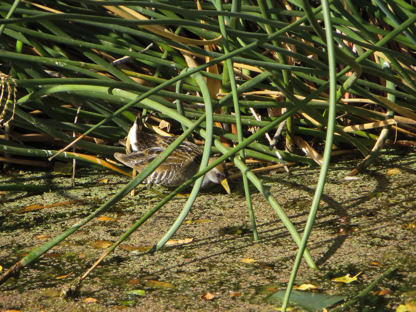Sora Rail in the Garden Pond