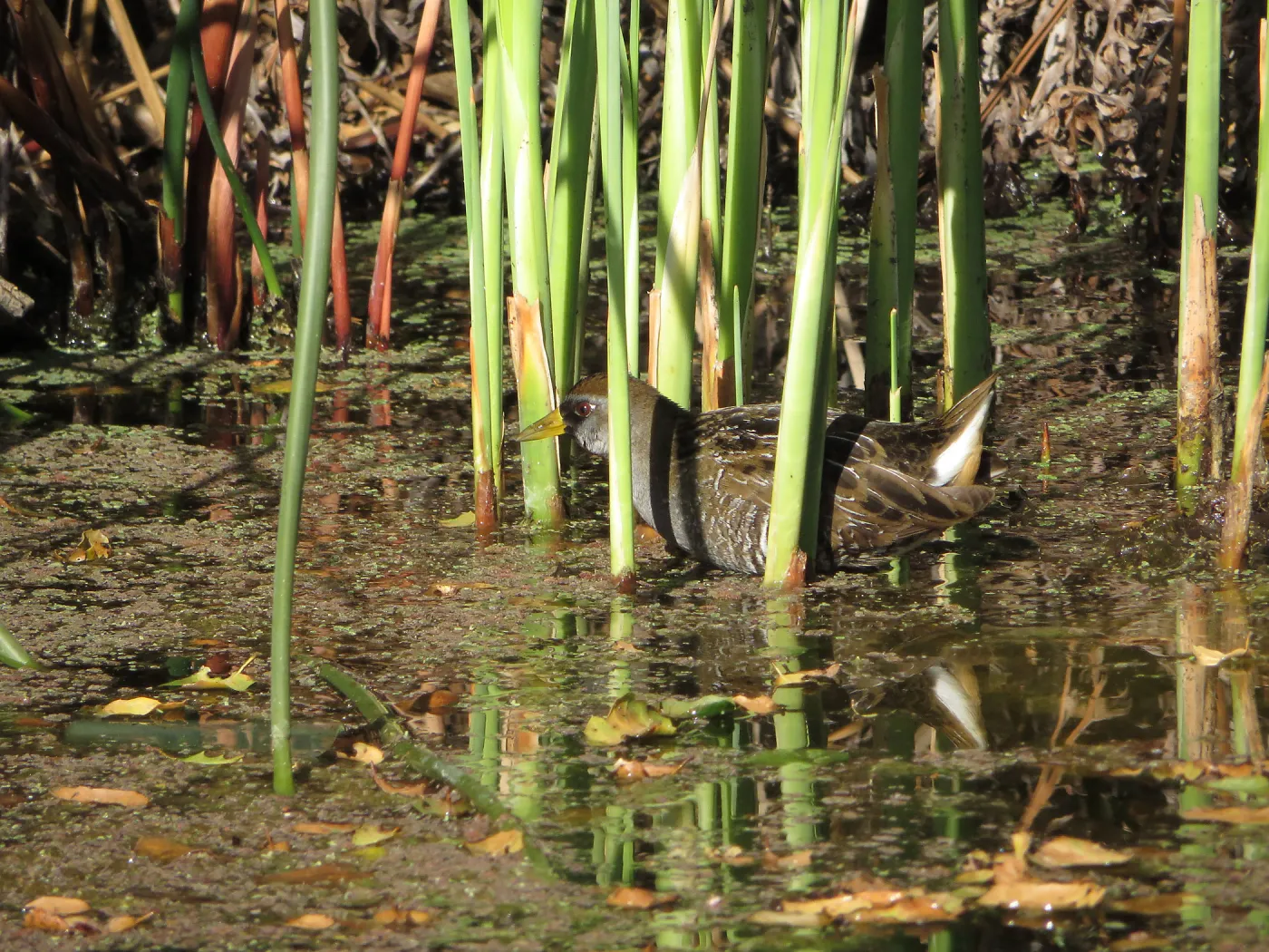 Sora Rail in the Garden Pond