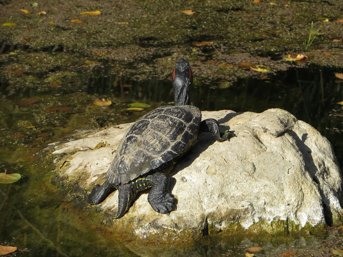 Red-Eared Slider in the Garden pond
