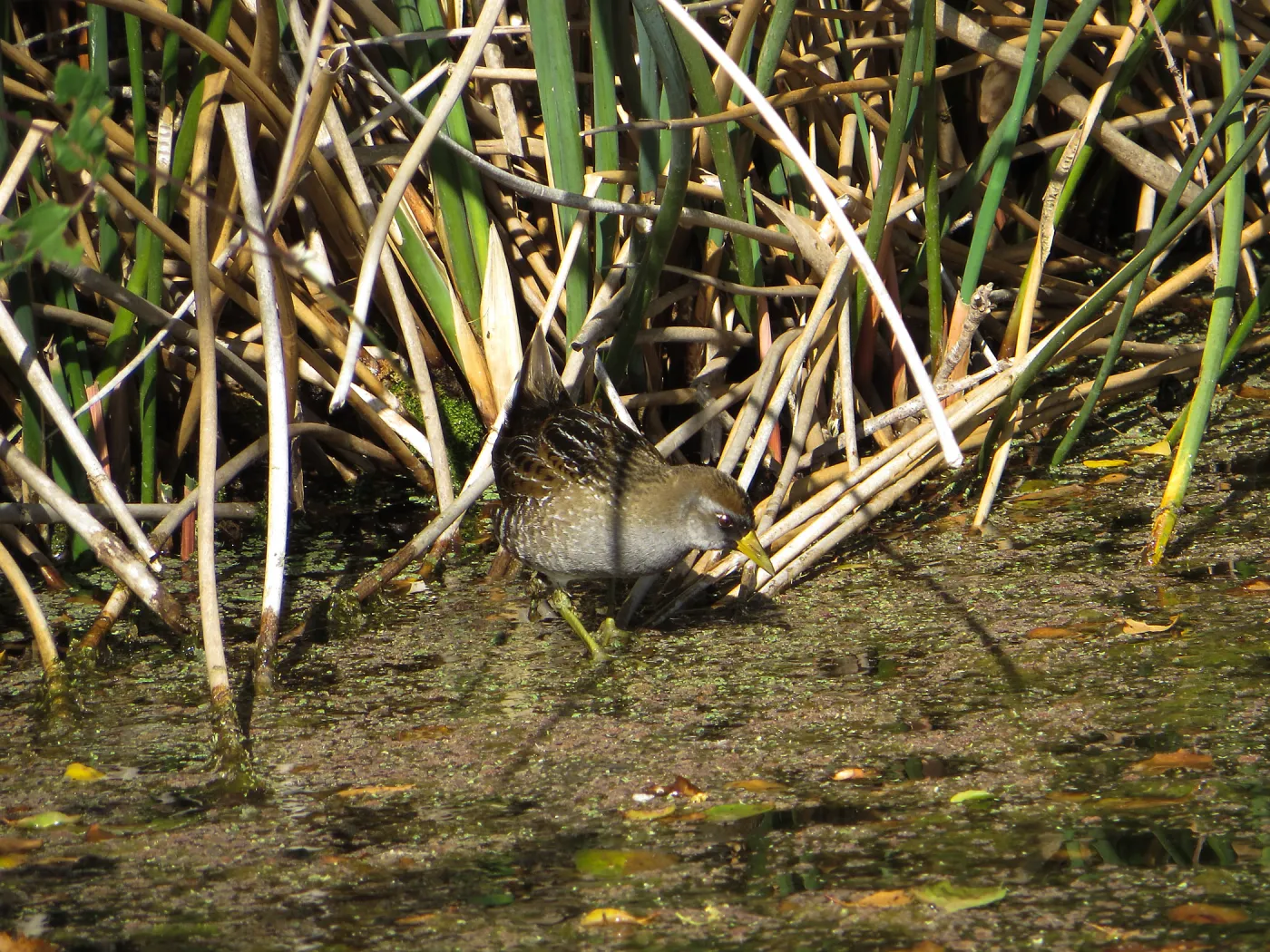 Sora Rail in the Garden Pond