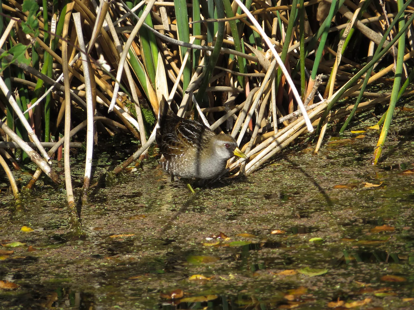 Sora Rail in the Garden Pond