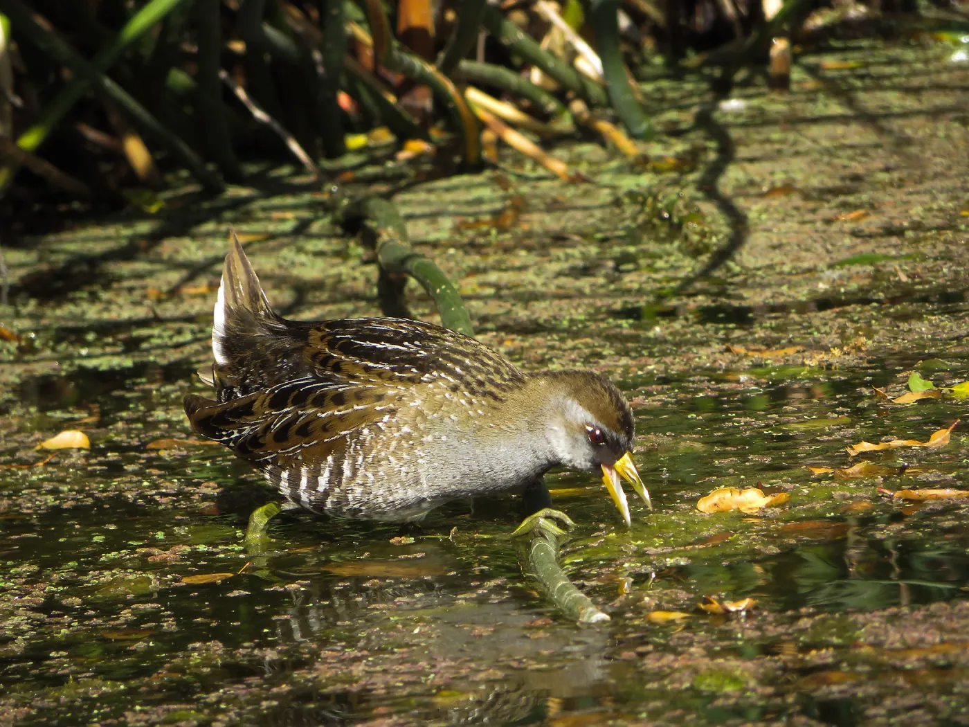 Sora Rail in the Garden Pond