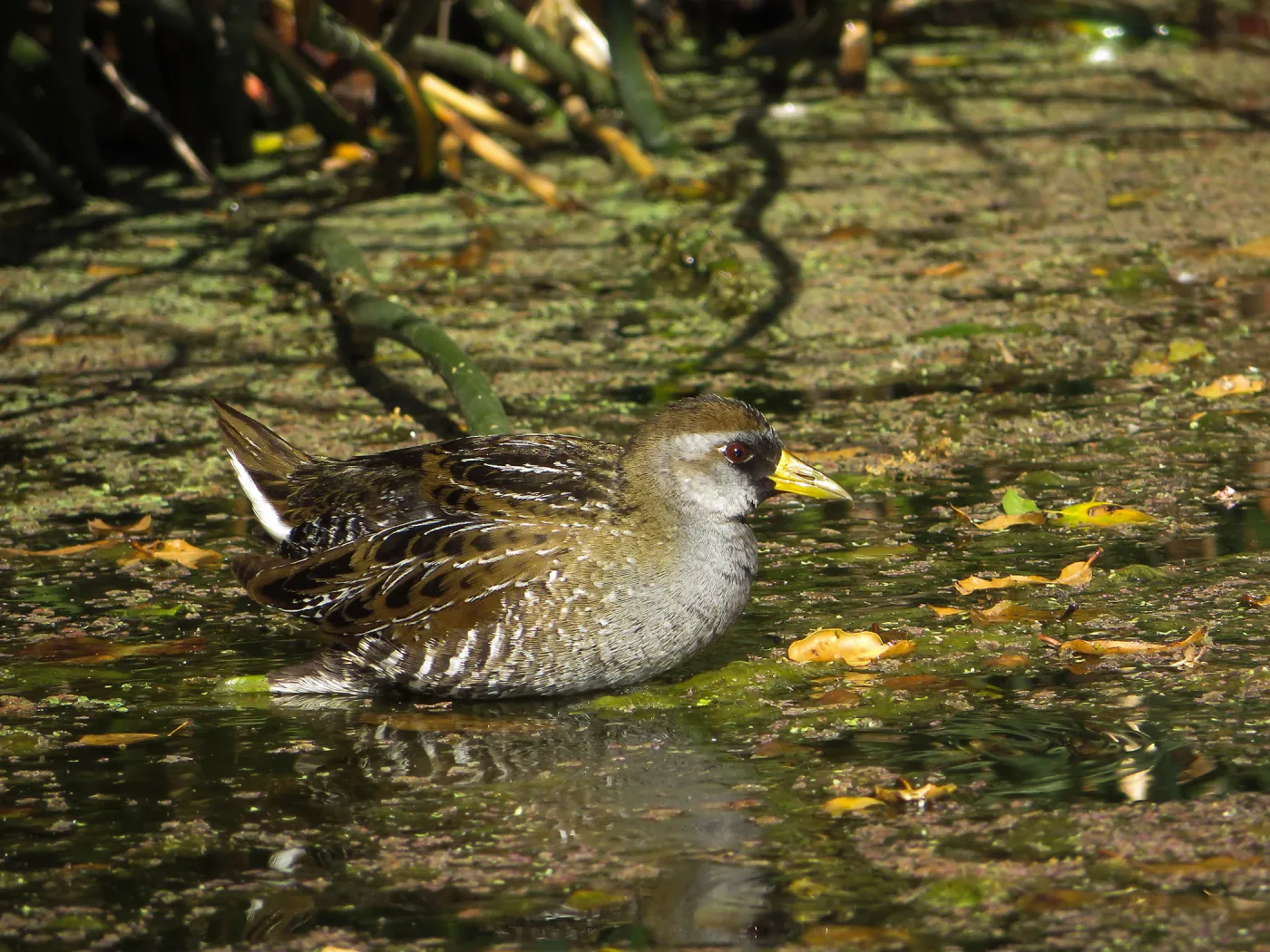 Sora Rail in the Garden Pond