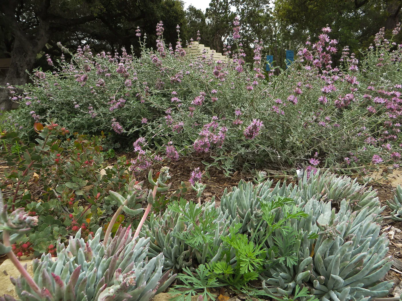 Salvia (Sage) Tilden Prostrate with Dudleya Victor Reider in the Ground Cover display