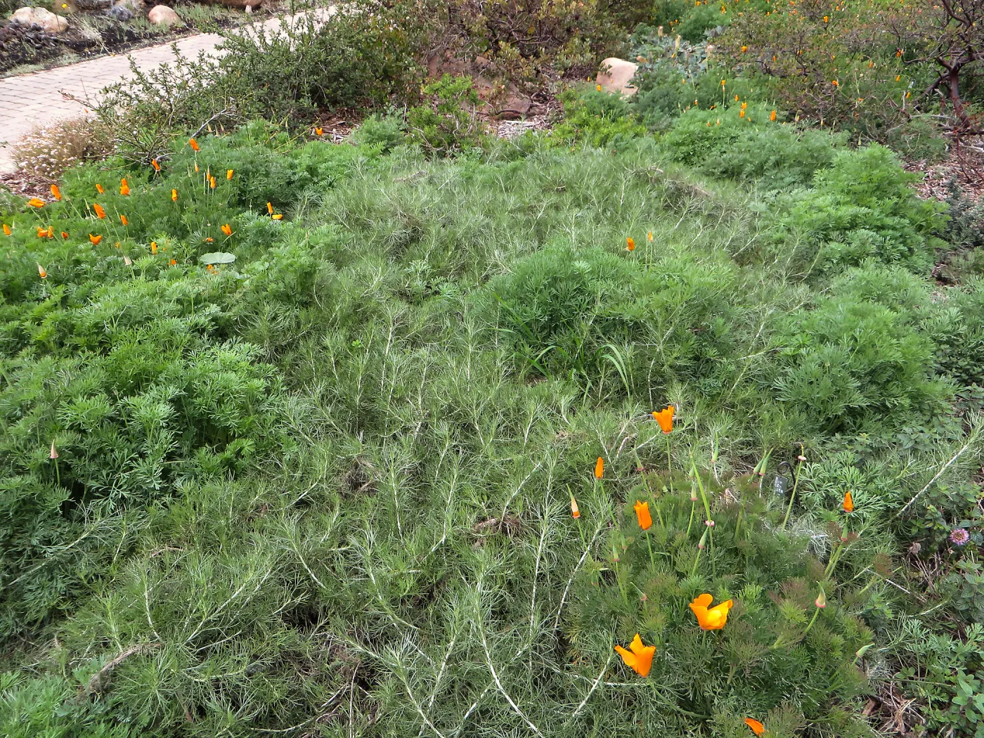 Artemesia Canyon Gray, Ground Cover display