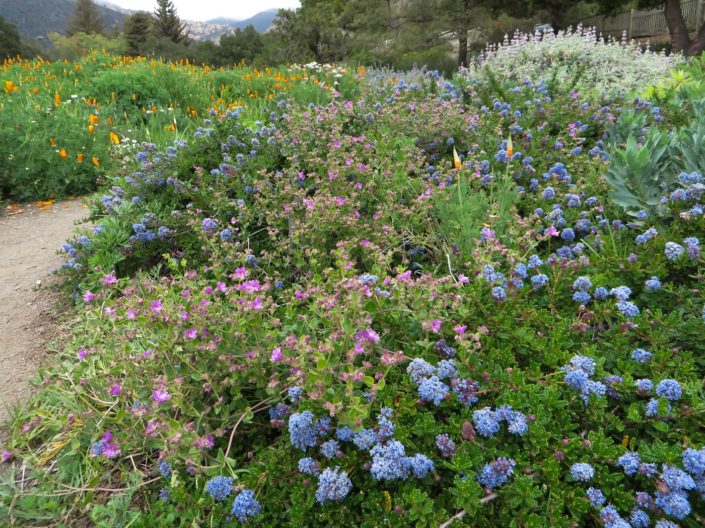 Ceanothus hearstiorum with Mirabilis californica, Ground Cover display