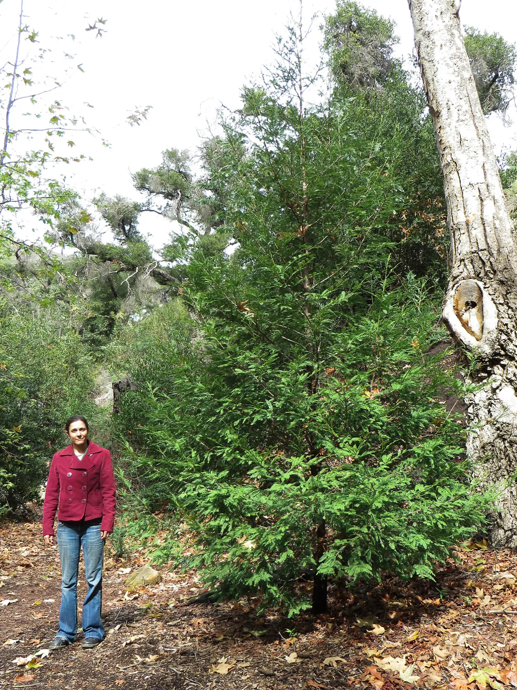 Betsy Lape with Coast Redwood