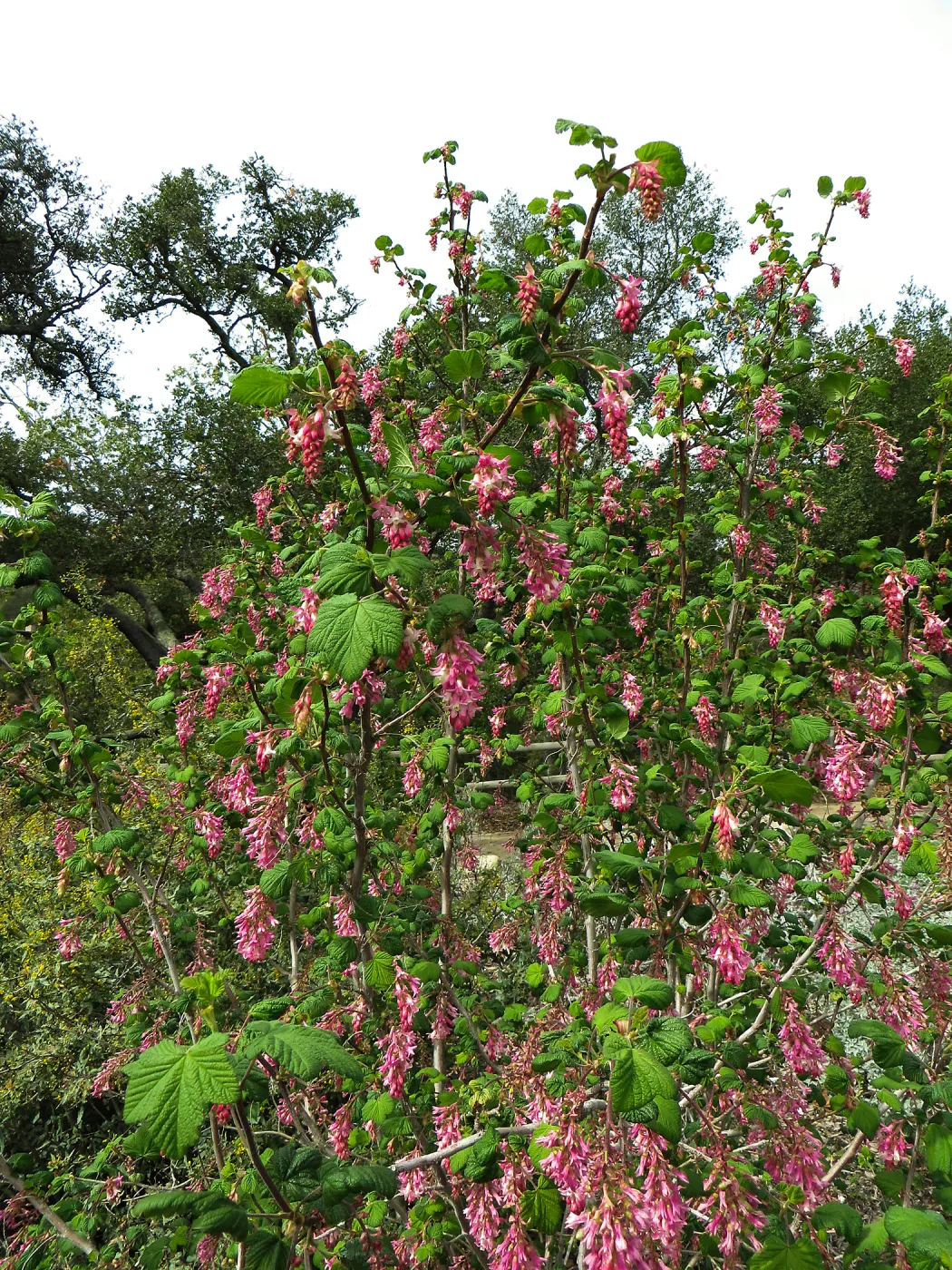 Ribes sanguineum