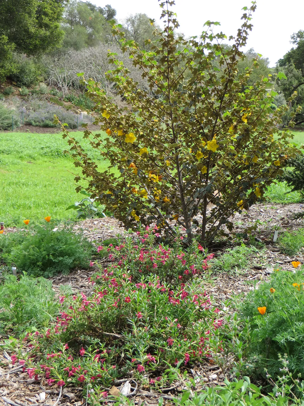 Fremontedendron San Gabriel in the Meadow