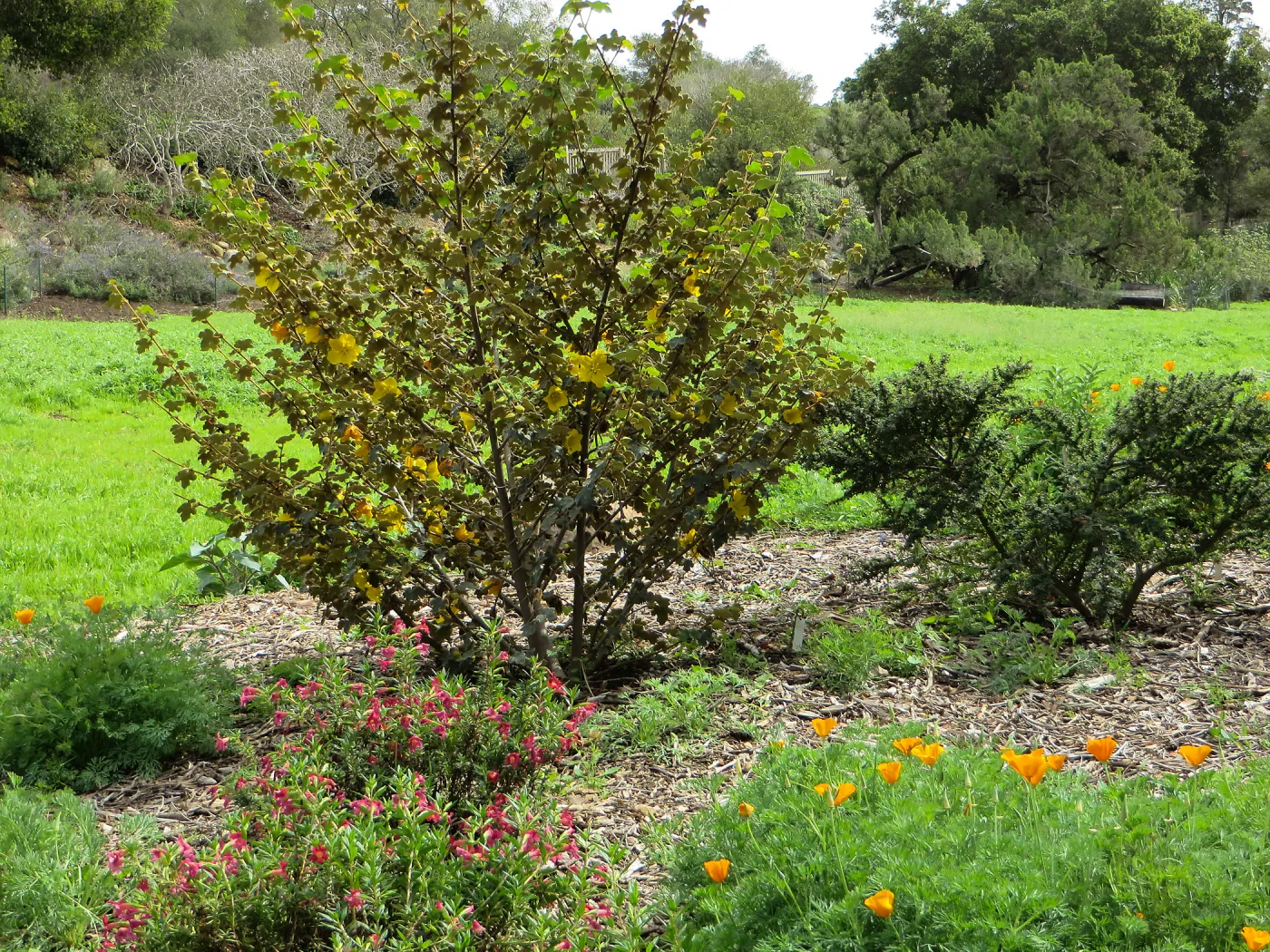 Fremontedendron in the Meadow
