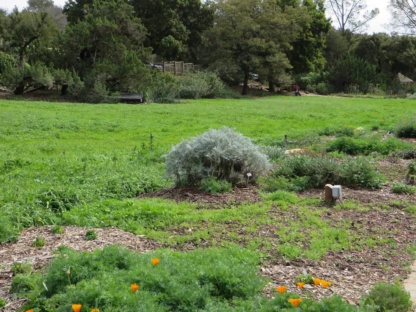 Eriophyllum nevinii cv. Canyon Silver in the west side Meadow border