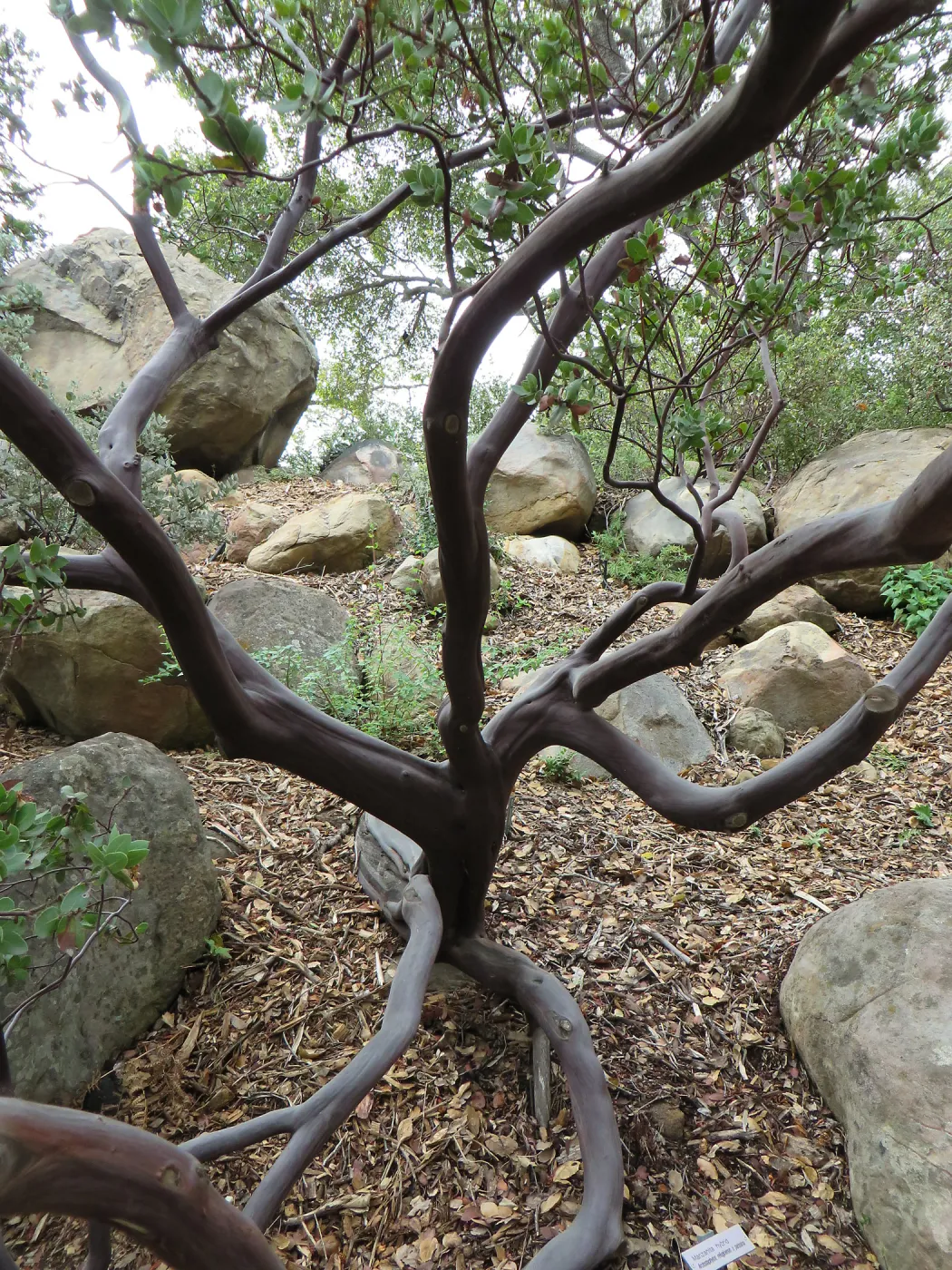 Manzanita trunk