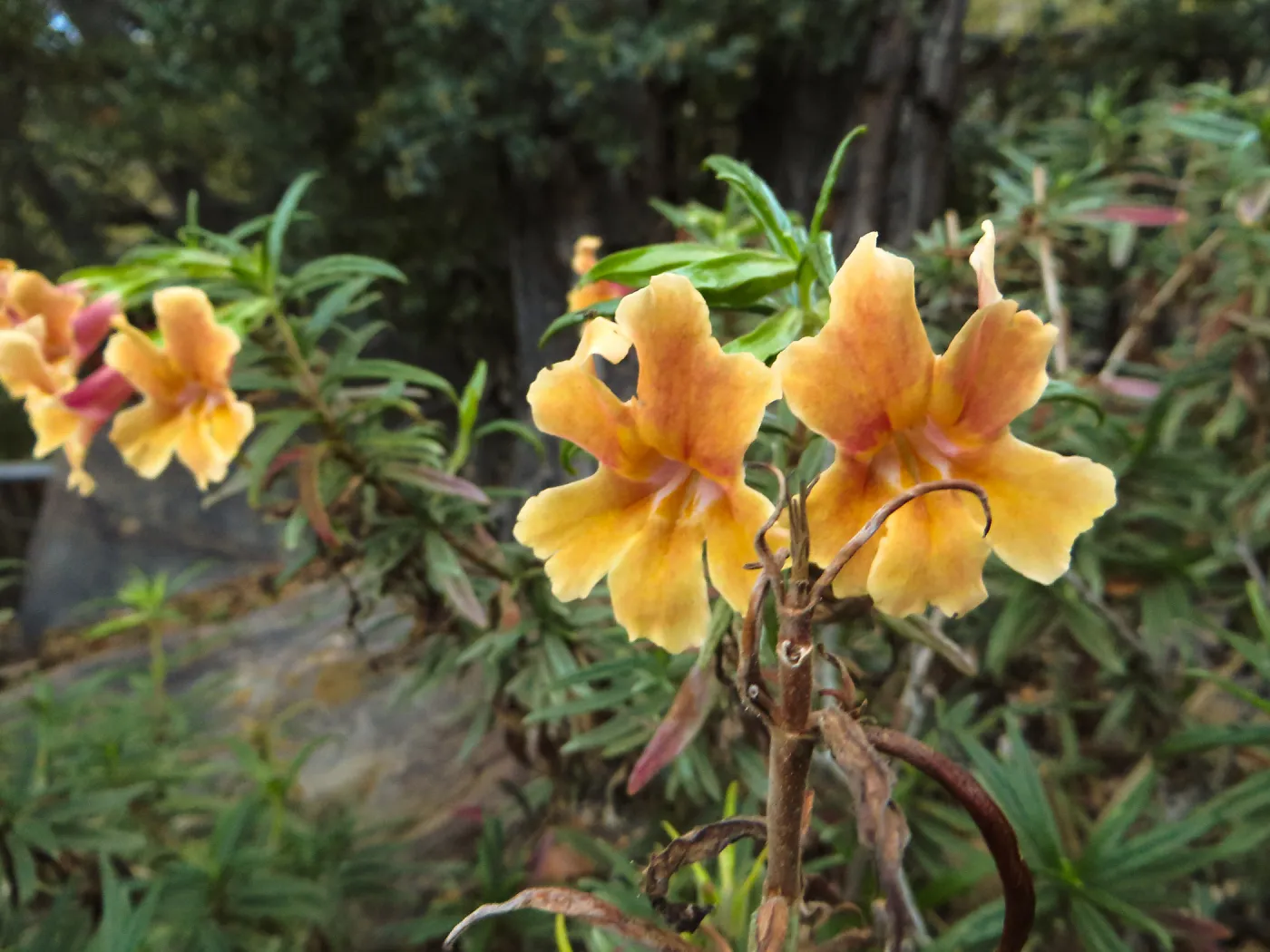 Large flowered Mimulus rutilis