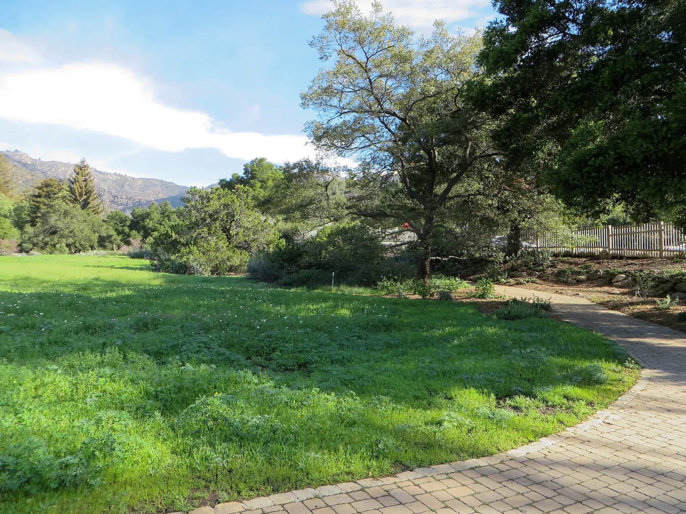 Meadow wildflower germination