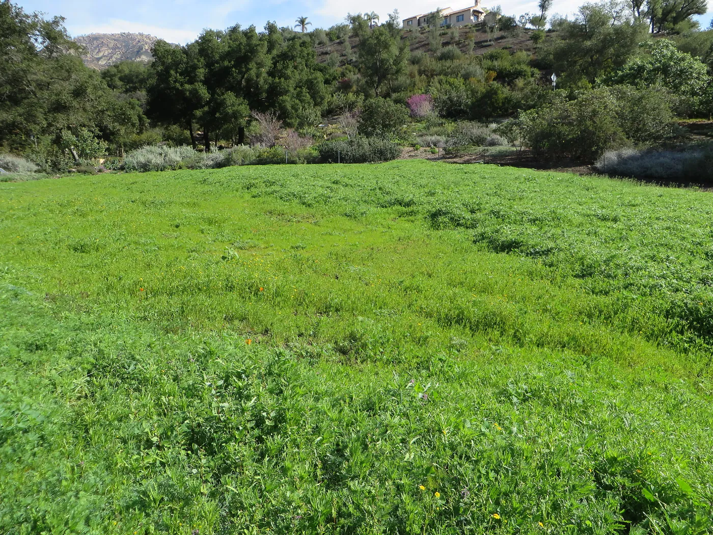 Meadow wildflower germination