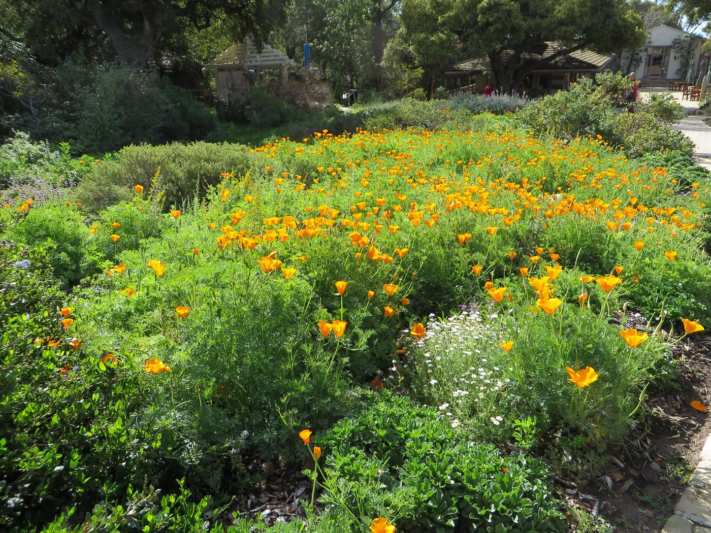 Poppies in Ground Cover display