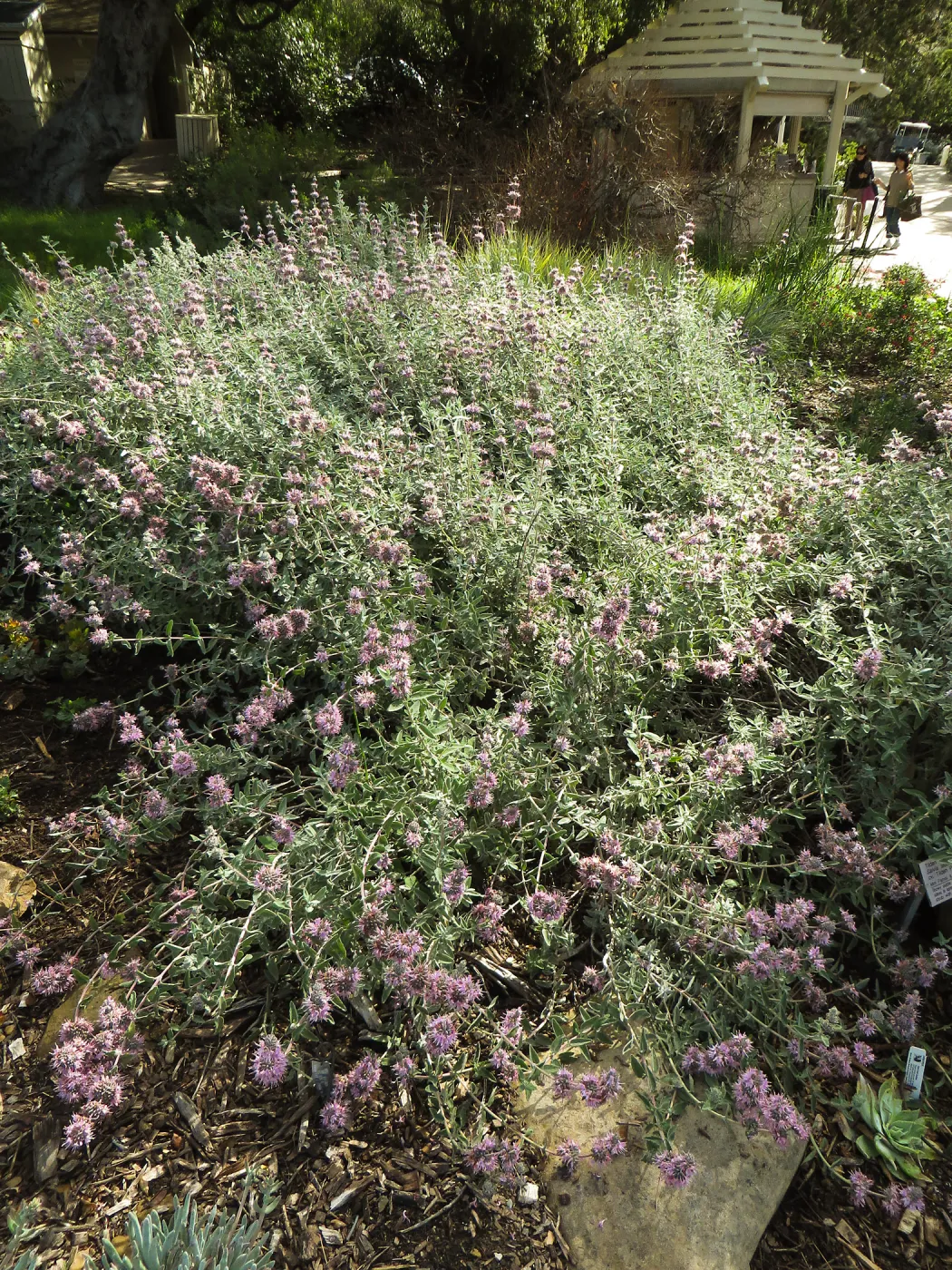 Salvia (Sage) Tilden Prostrate