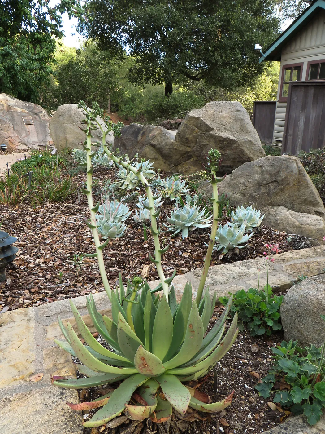 Dudleya ingens, Cottage garden
