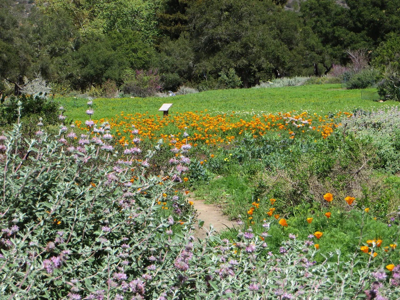 Meadow