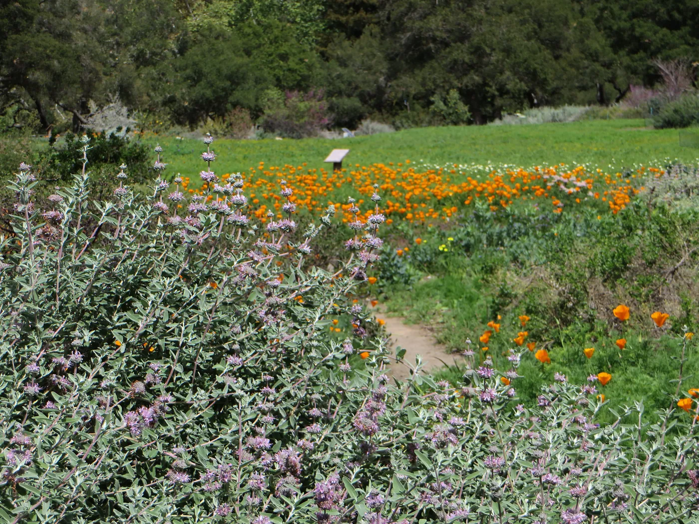 Meadow