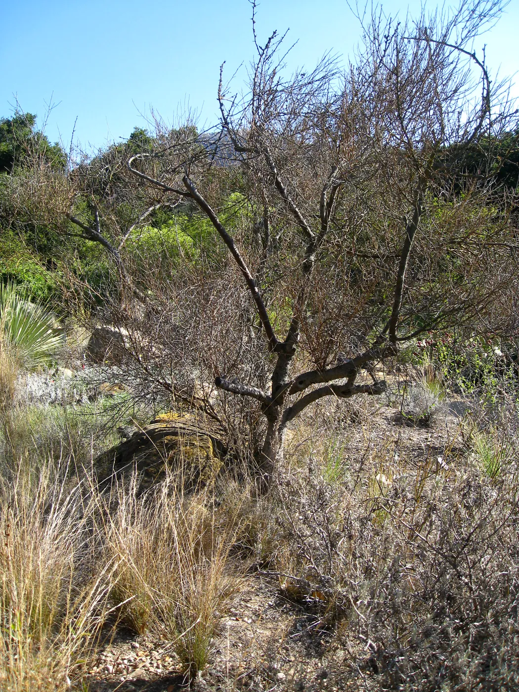 Paloverde (dead) before removal from Desert Section