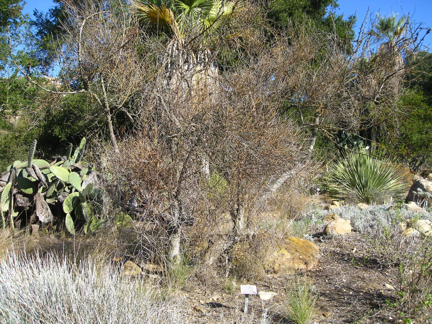 Paloverde (dead) before removal from Desert Section