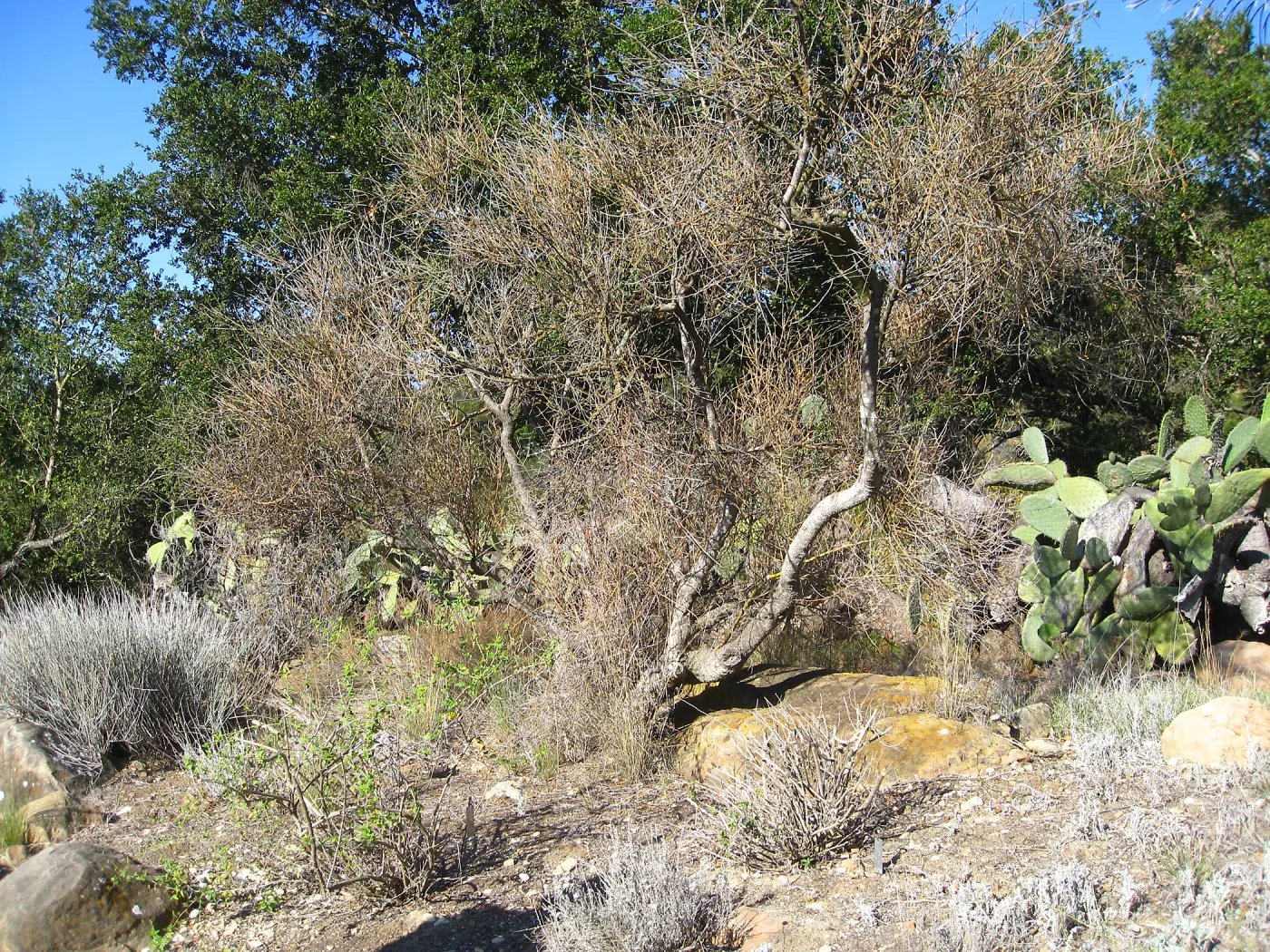 Paloverde (dead) before removal from Desert Section