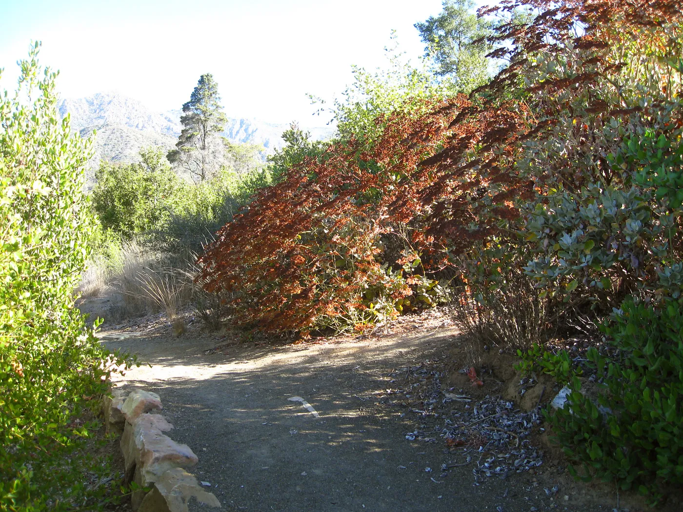 Eriogonum giganteum flowers