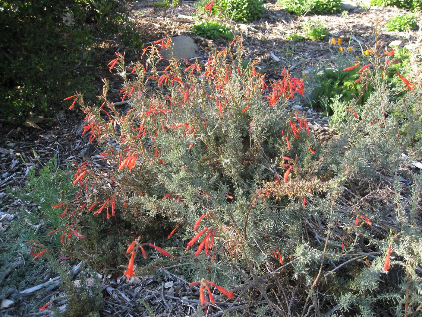 Epilobium in Ground Cover Display