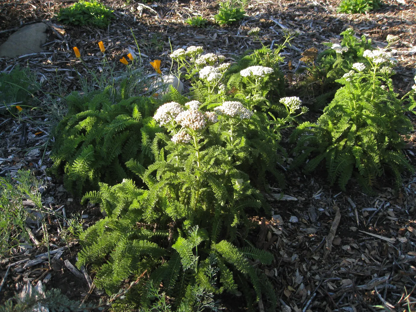 Achillea (yarrow) Sonoma Coast in Ground Cover Display