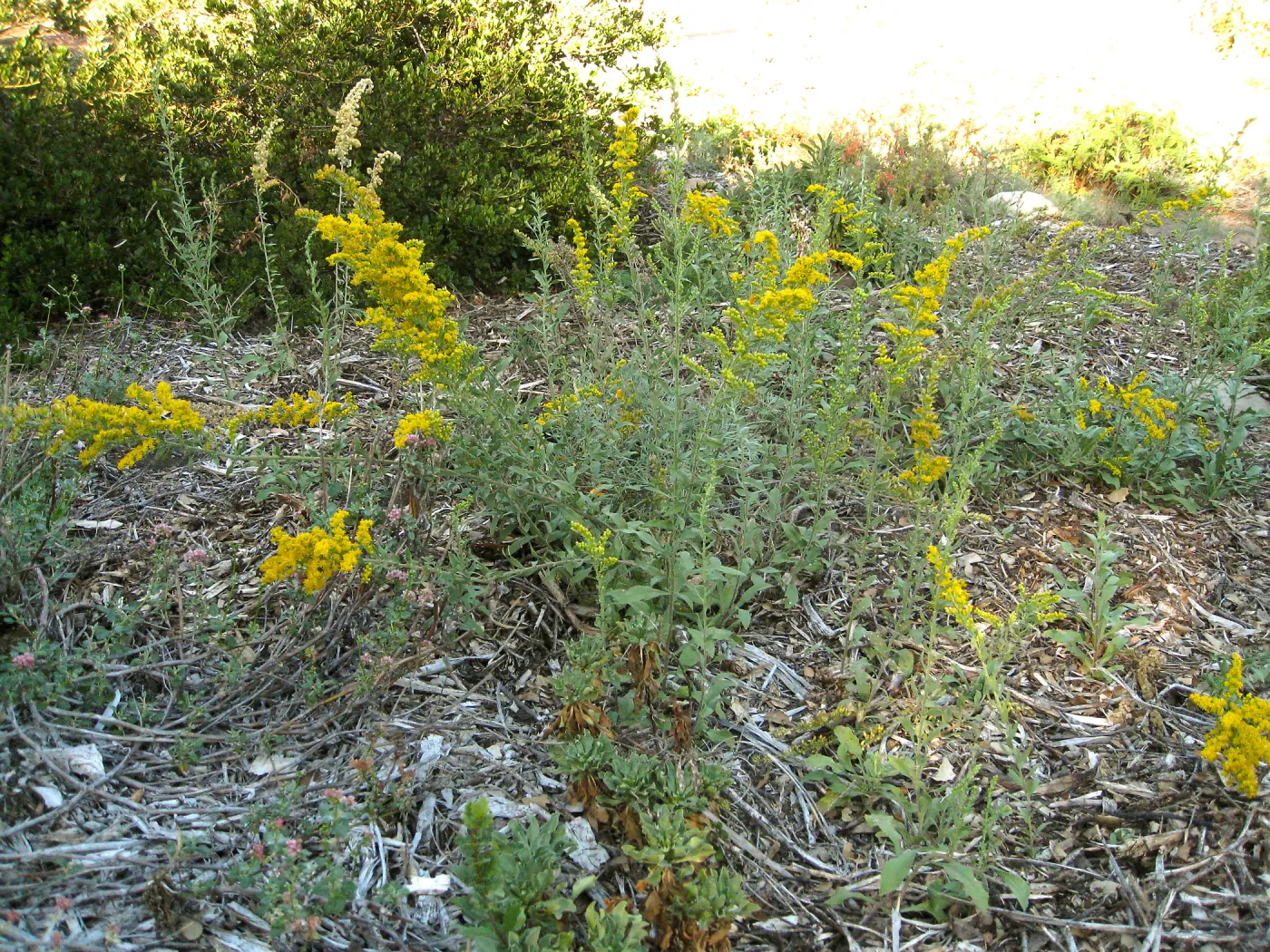 Solidago in Ground Cover Display