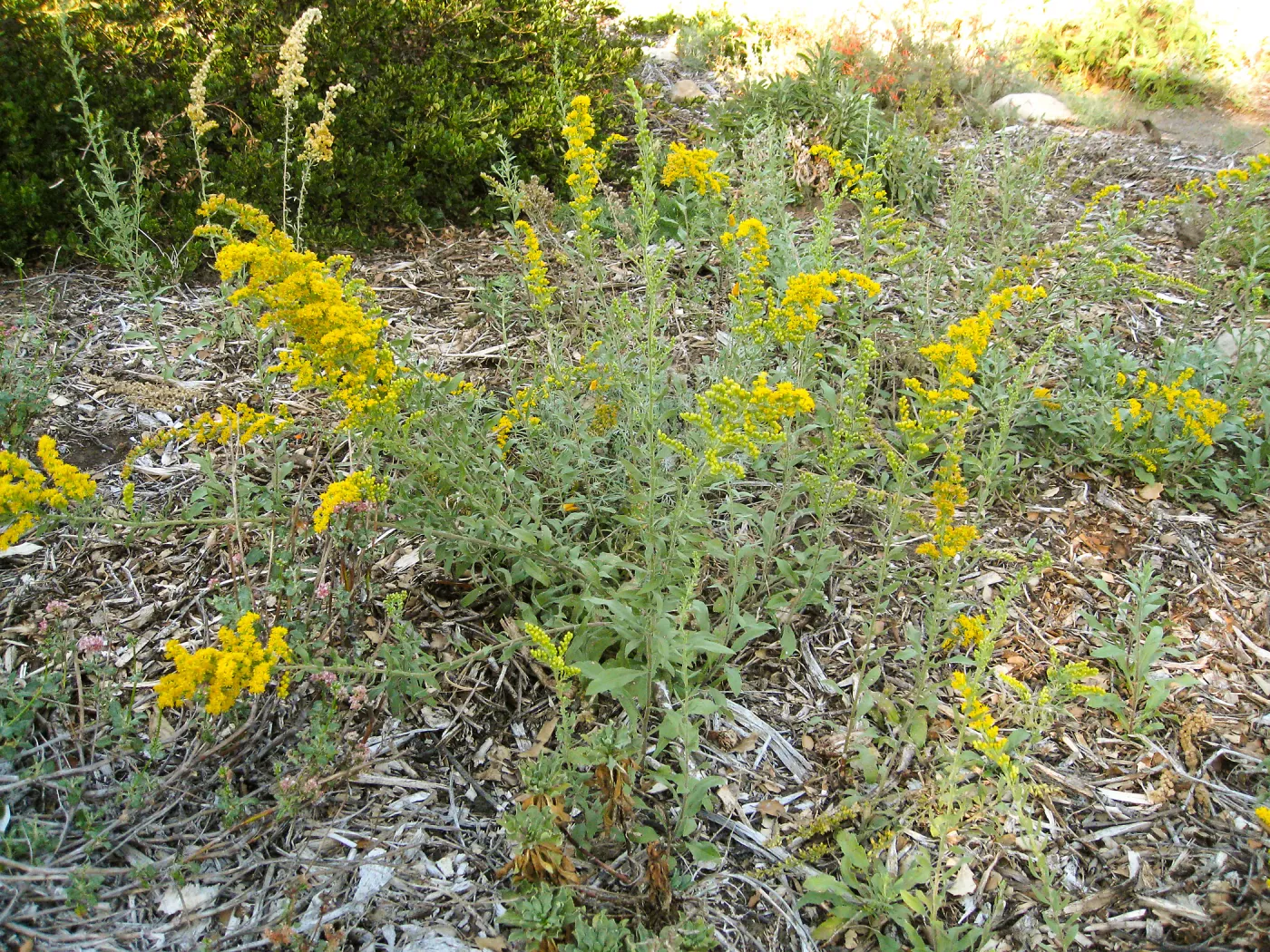 Solidago in Ground Cover Display