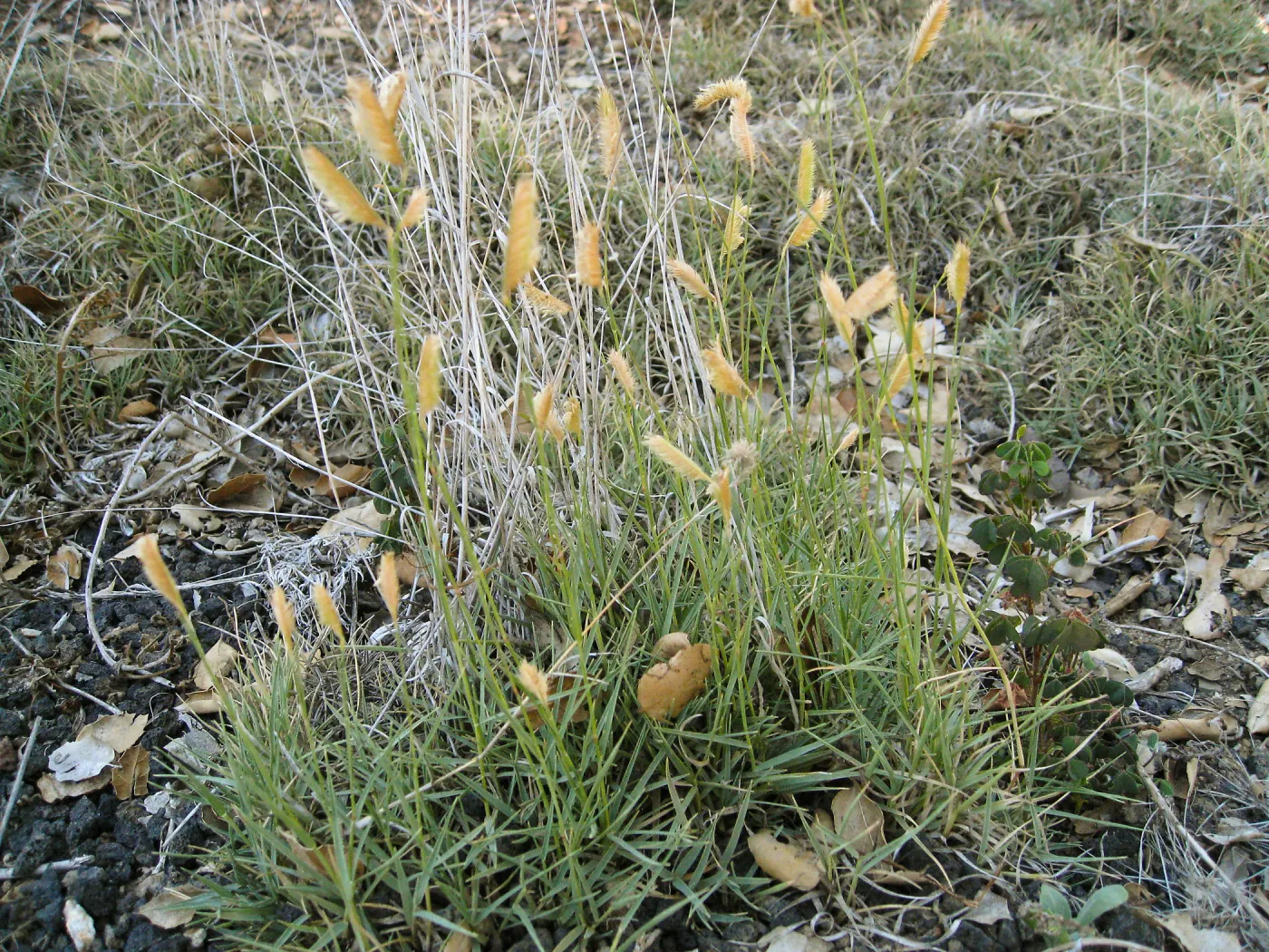 Bouteloua gracilis in Desert Section
