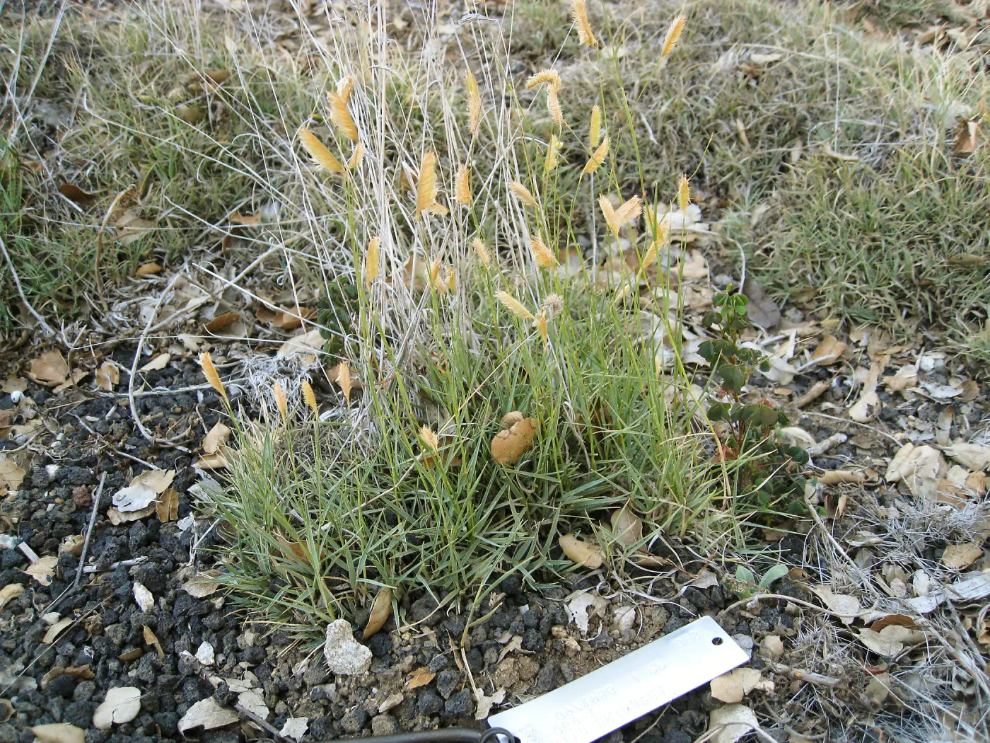 Bouteloua gracilis in Desert Section