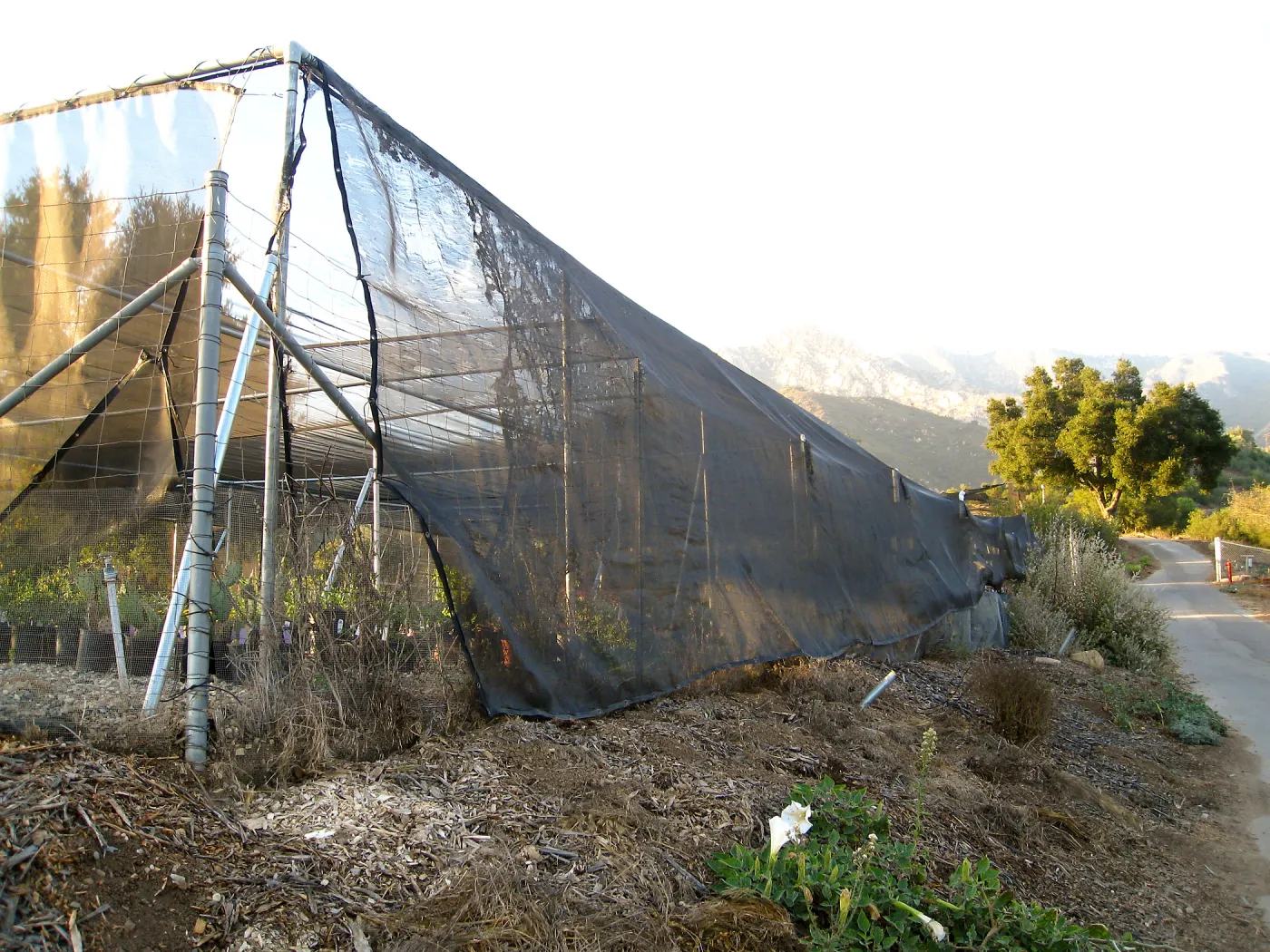 East side driveway, looking up to the Garden Growers Canyard