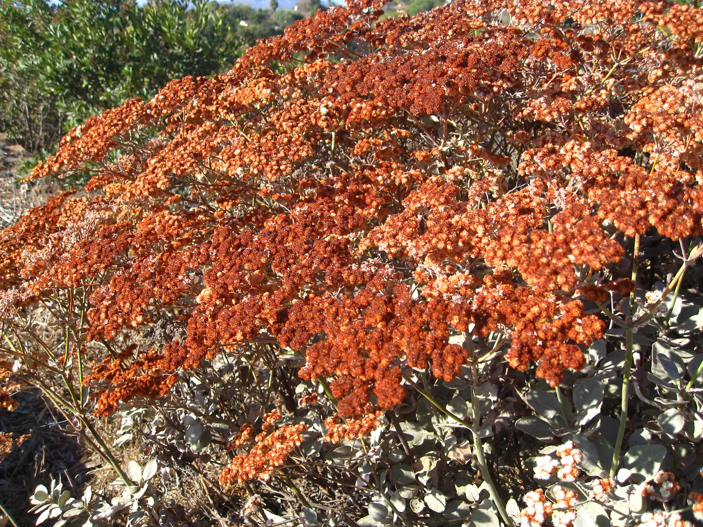 Eriogonum giganteum