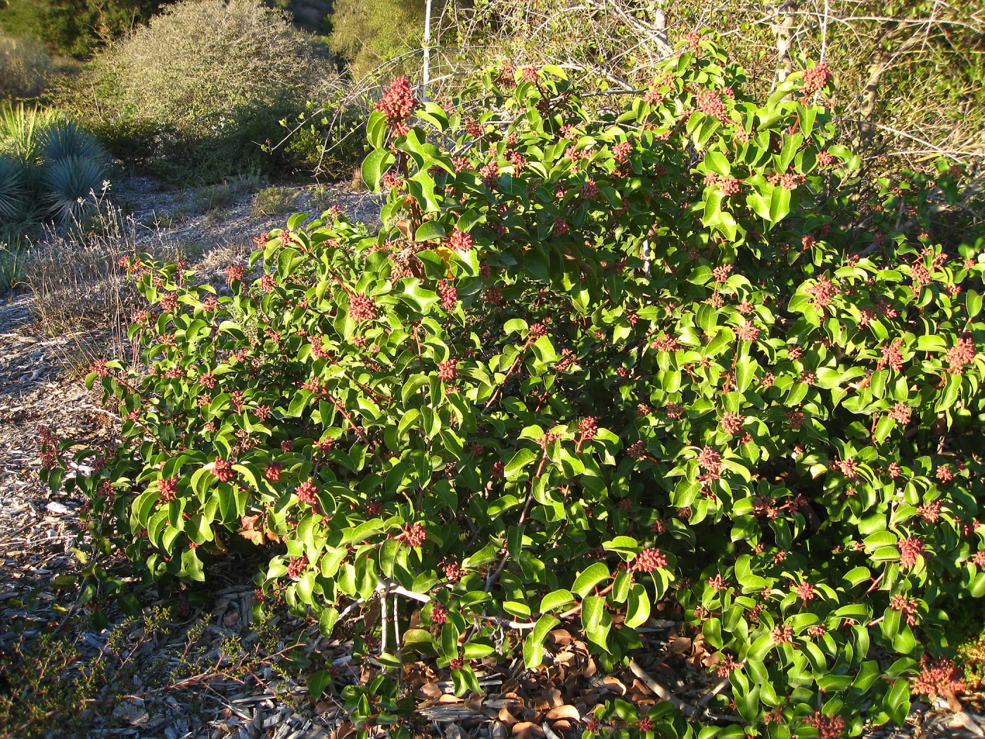 Rhus ovata