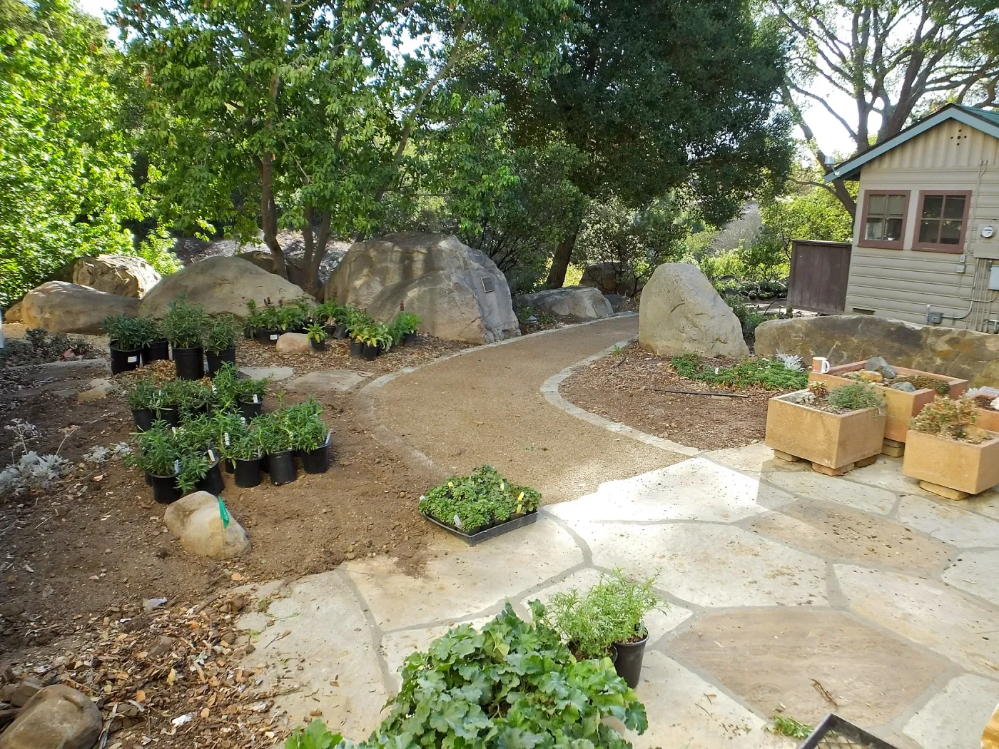 Home Demonstration Garden Renovation, view 4, north side of Cottage, first day of replanting work