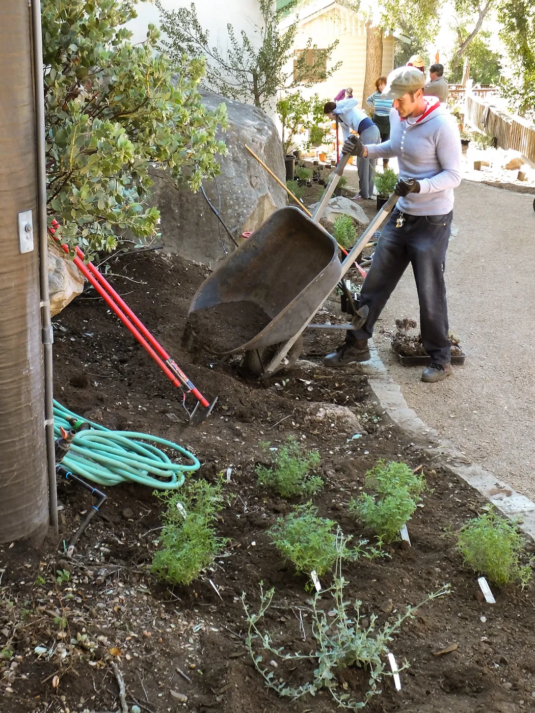 Home Demonstration Garden Renovation, first day of replanting work