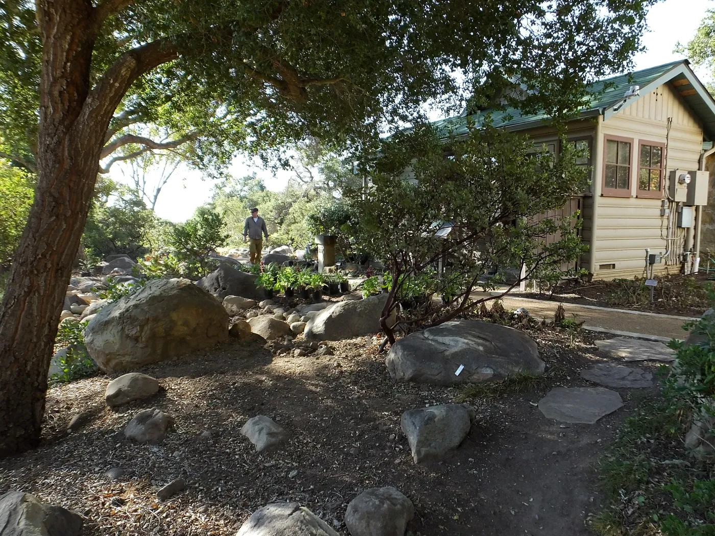 Home Demonstration Garden Renovation, view 7, east of Cottage, first day of replanting work