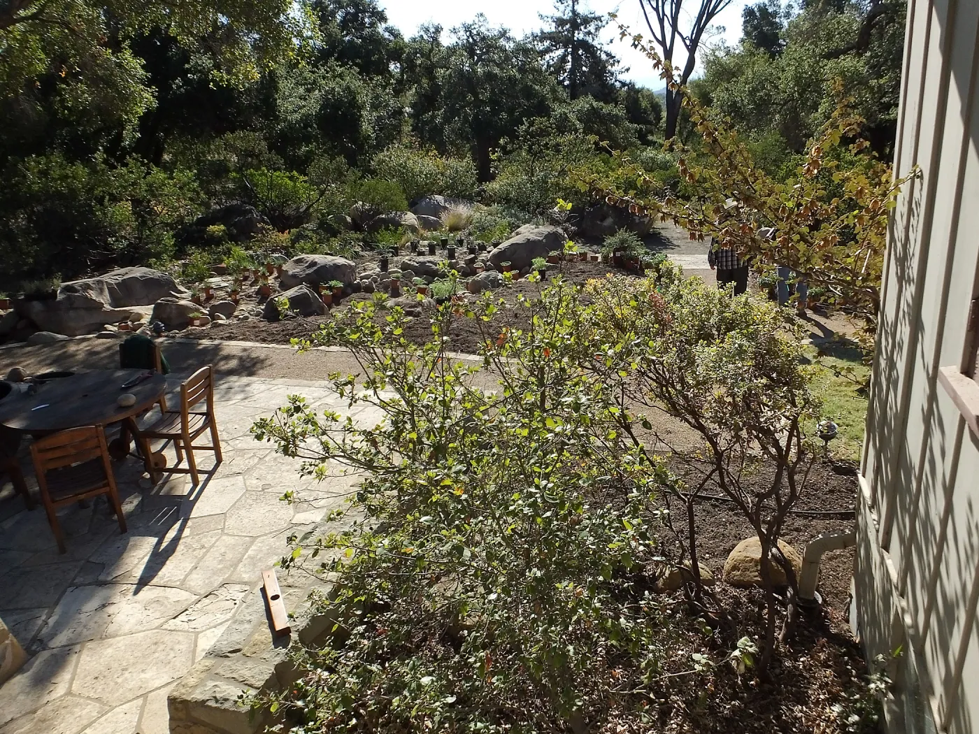 Home Demonstration Garden Renovation, view 18, looking south from south entrance of Cottage, first day of replanting work