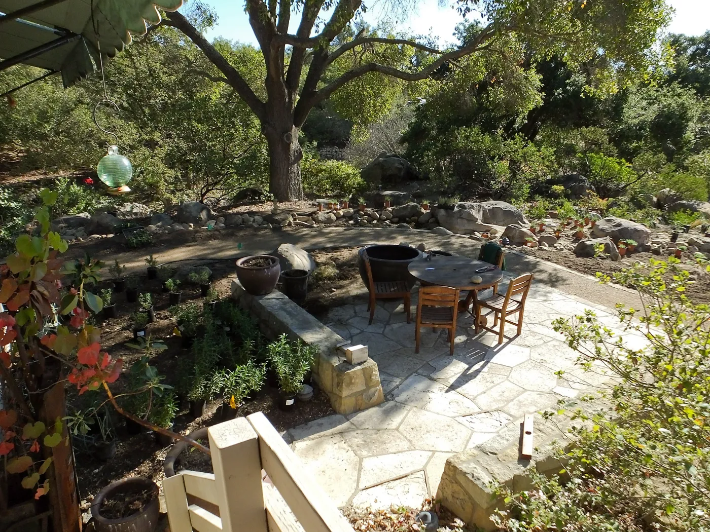 Home Demonstration Garden Renovation, view 19, looking southeast from south entrance of Cottage, first day of replanting work