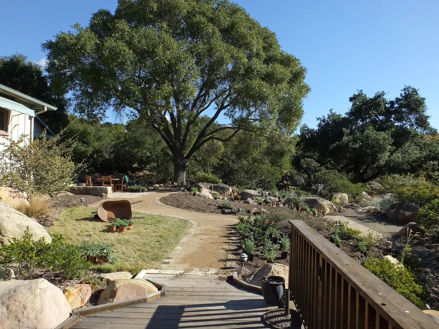 Home Demonstration Garden Renovation, view 27, looking east from deck, first day of replanting work