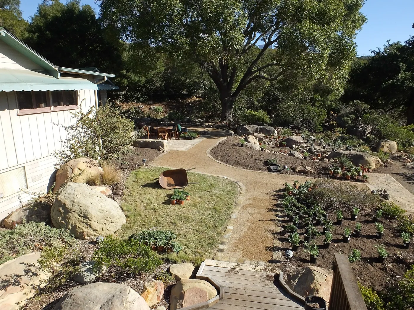 Home Demonstration Garden Renovation, view 28, looking east from deck, first day of replanting work