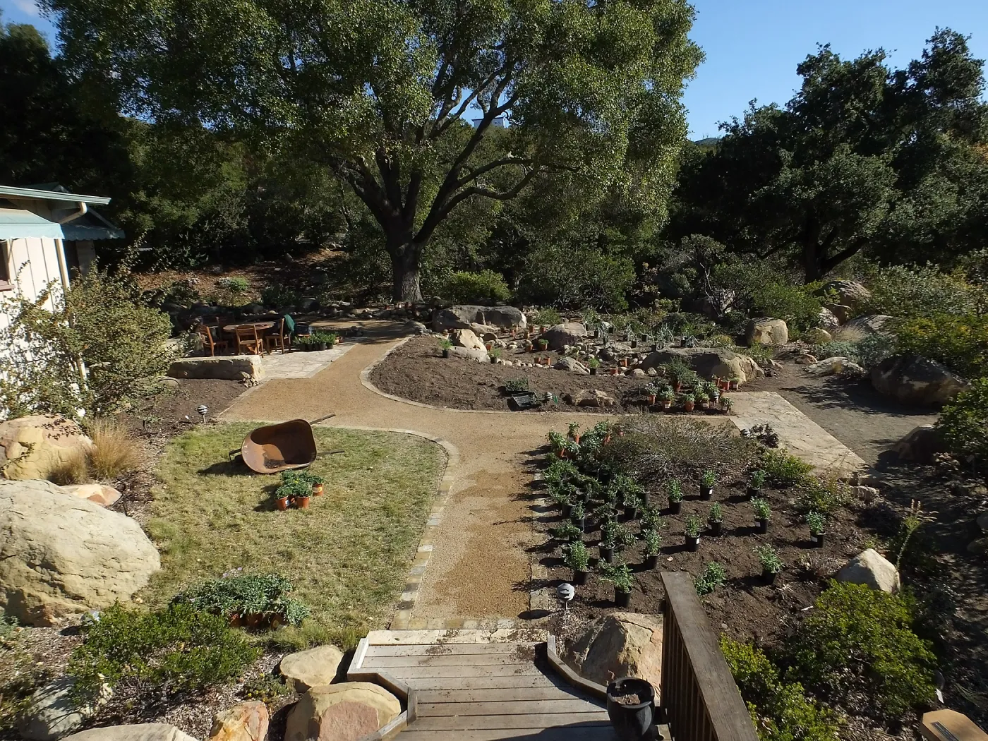 Home Demonstration Garden Renovation, view 29, looking east from deck, first day of replanting work